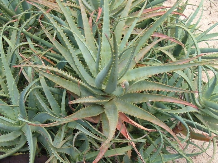 Αλόη - Aloe Vera , Οικογένεια: Aloaceae