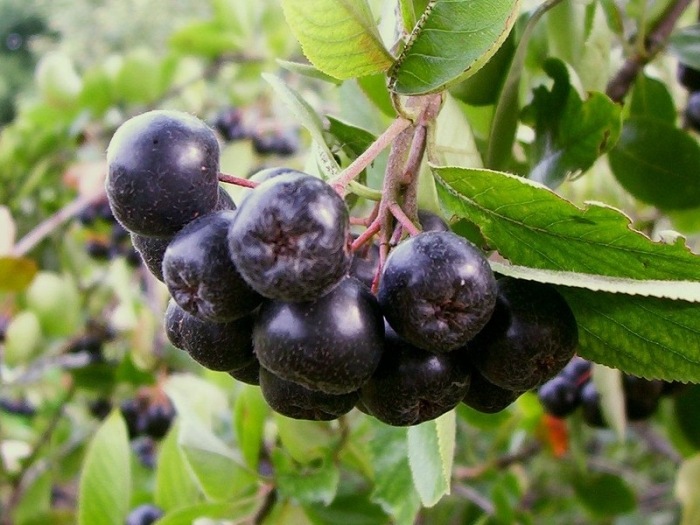 Αρώνια - Aronia melanocarpa (Michx.) Elliot , Οικογένεια: Rosaceae 