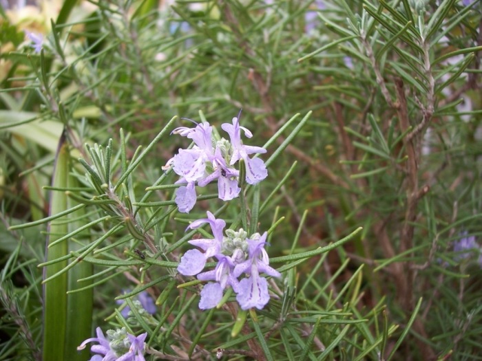 Δενδρολίβανο (Rosmarinus officinalis) Οικογένεια: Lamiaceae
