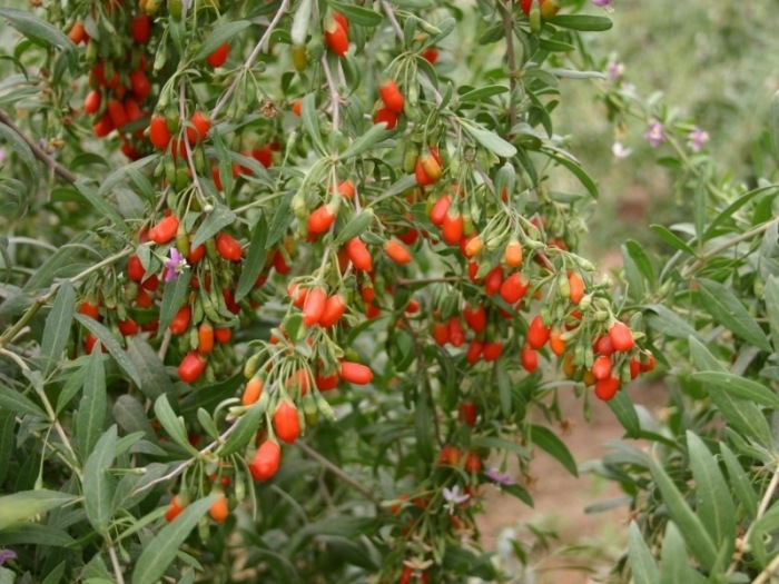 GOJI BERRY (Licium barbarum, Οικογένεια Solanaceae)