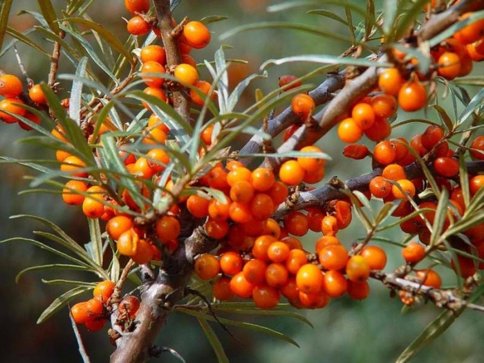 ΙΠΠΟΦΑΕΣ (Hippophae rhamnoides L., Οικογένεια: Eleagnaceae) 