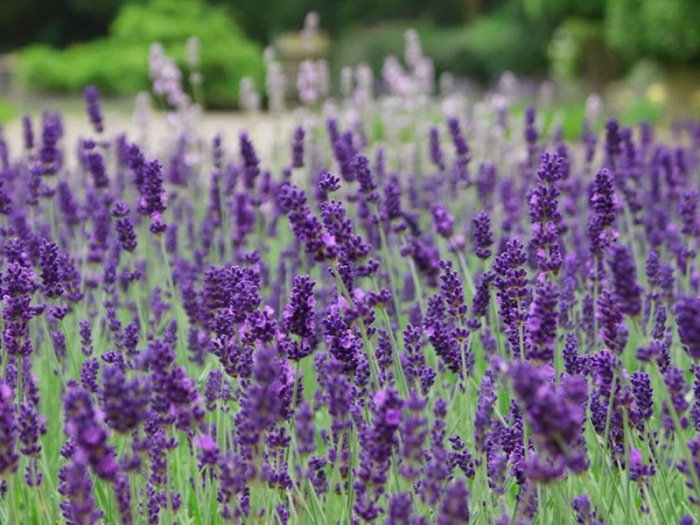 Λεβάντα  (Lavandula angustifolia) Οικογένεια: Lamiaceae