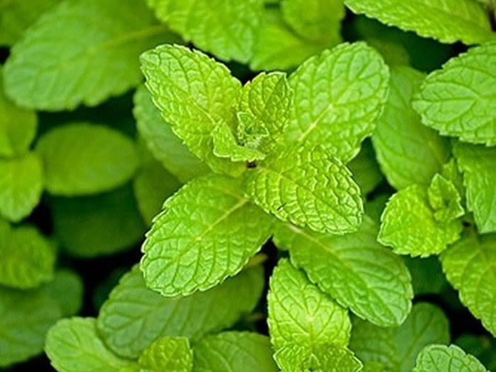 Μέντα (Menta spicata) Οικογένεια: Lamiaceae 