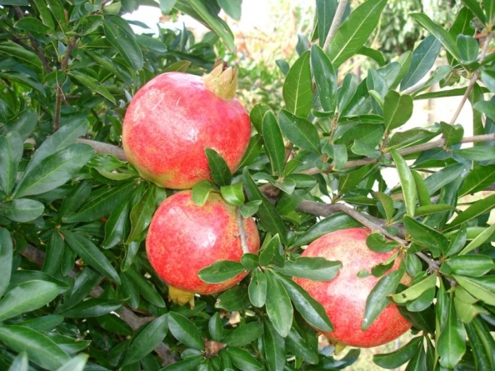 Η ροδιά (Punica granatum L.) 