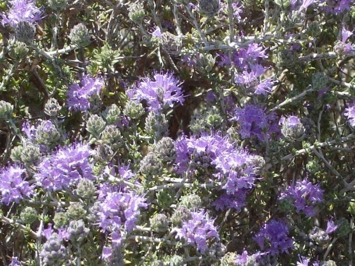 Θυμάρι (Thymus vulgaris) Οικογένεια : Lamiaceae
