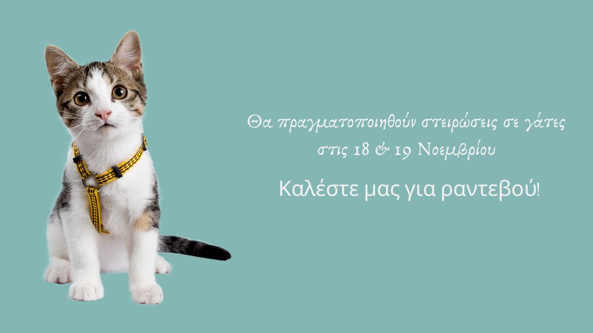 Θα πραγματοποιηθούν στειρώσεις σε γάτες – Καλέστε για ραντεβού