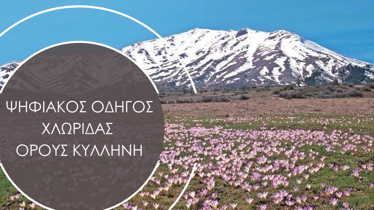 Ψηφιακός οδηγός χλωρίδας όρους Κυλλήνη