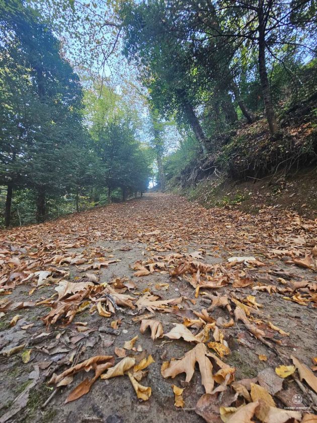 Kondis' stream - Gelini - Lagkadeika