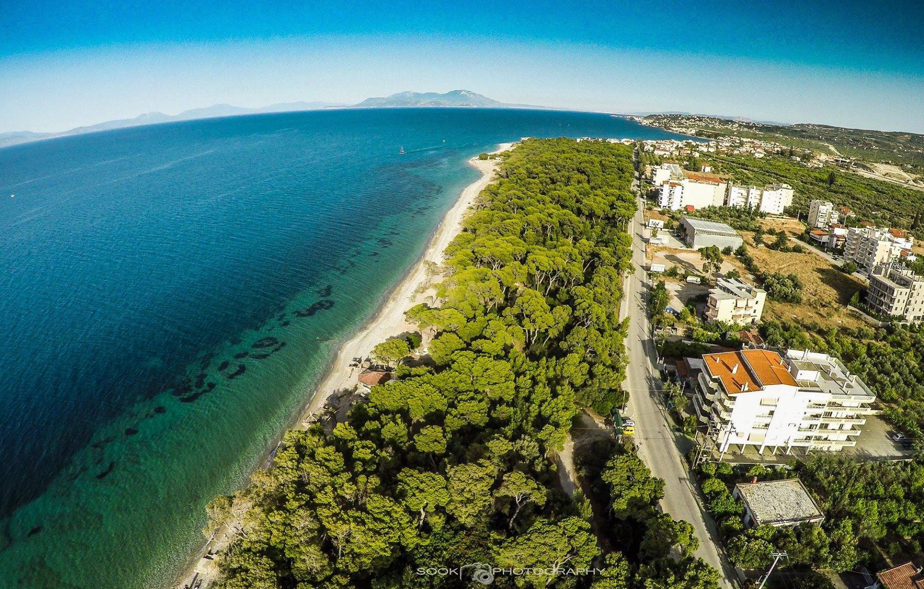 Der Strand am Pinienwald