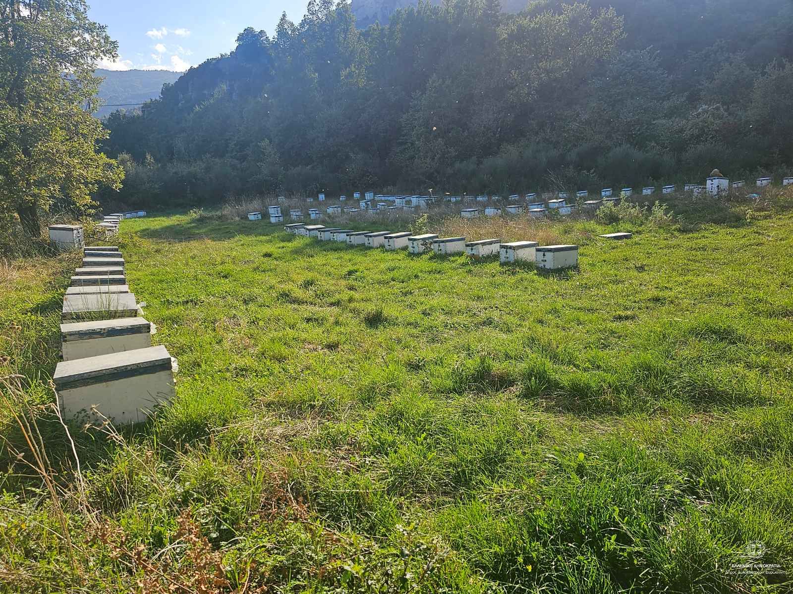 bees - Gelini - Corinthia
