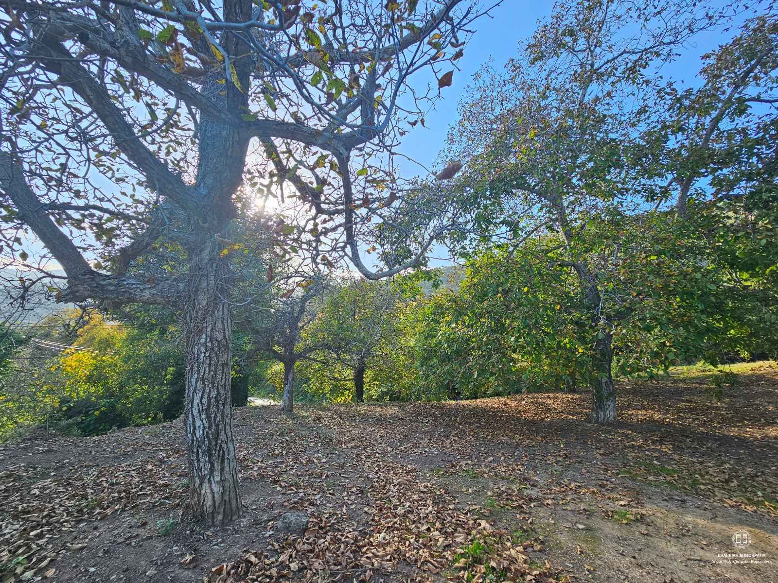 walnut tree - Gelini - agriculture