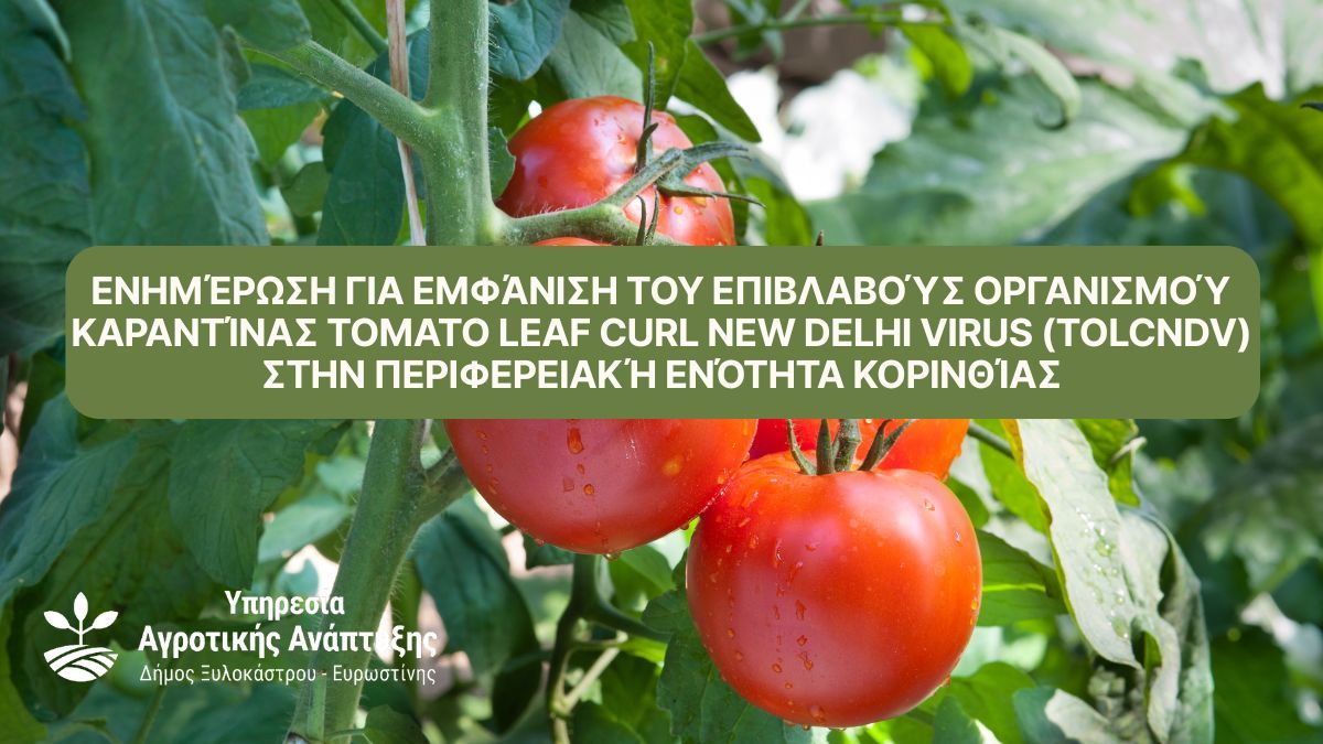 Ενημέρωση για εμφάνιση του επιβλαβούς οργανισμού καραντίνας Tomato Leaf Curl New Delhi Virus (ToLCNDV) στην Περιφερειακή Ενότητα Κορινθίας