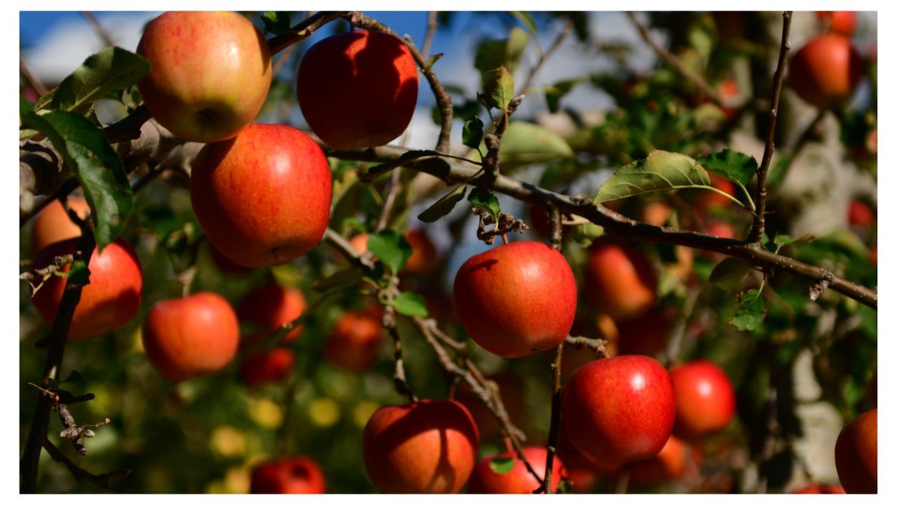 Μηλιά (Malus domestica)