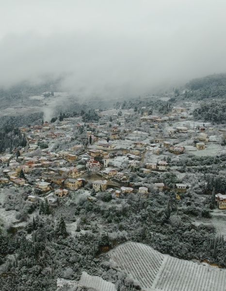 Panariti