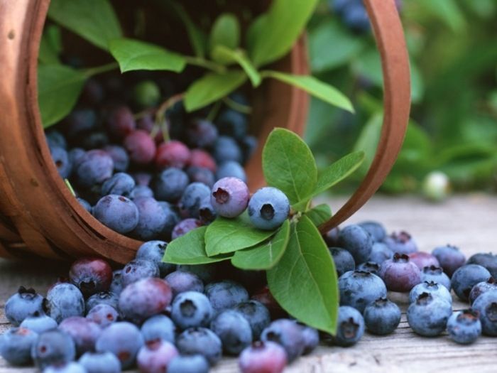 Μύρτιλο - Blueberries
