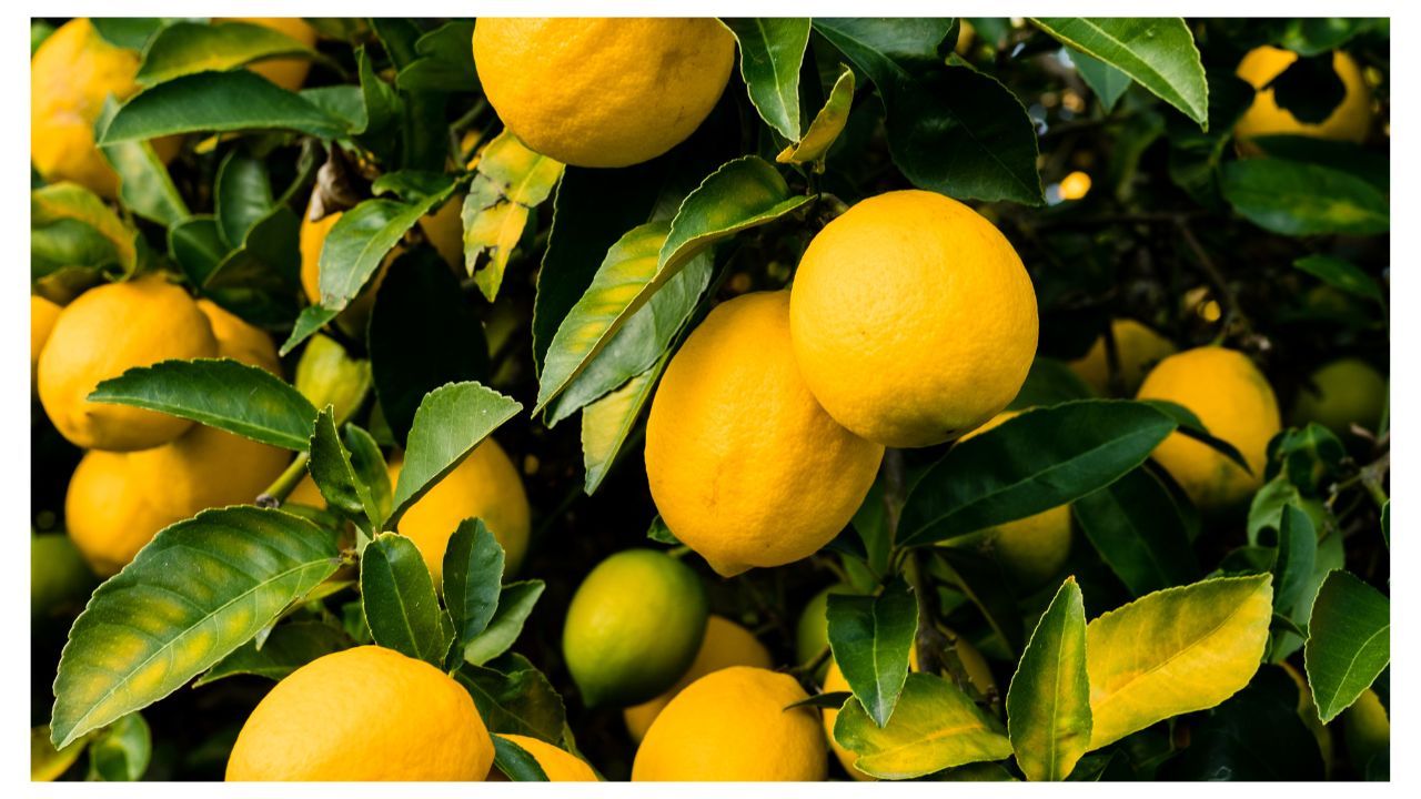 Λεμονιά (Citrus limon)