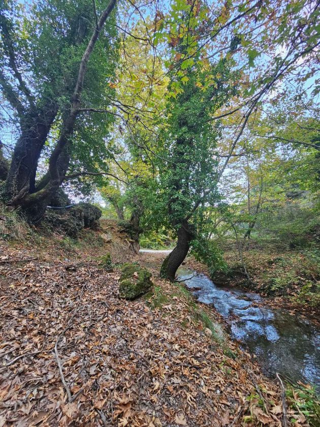Magania - Stream - Gelini 