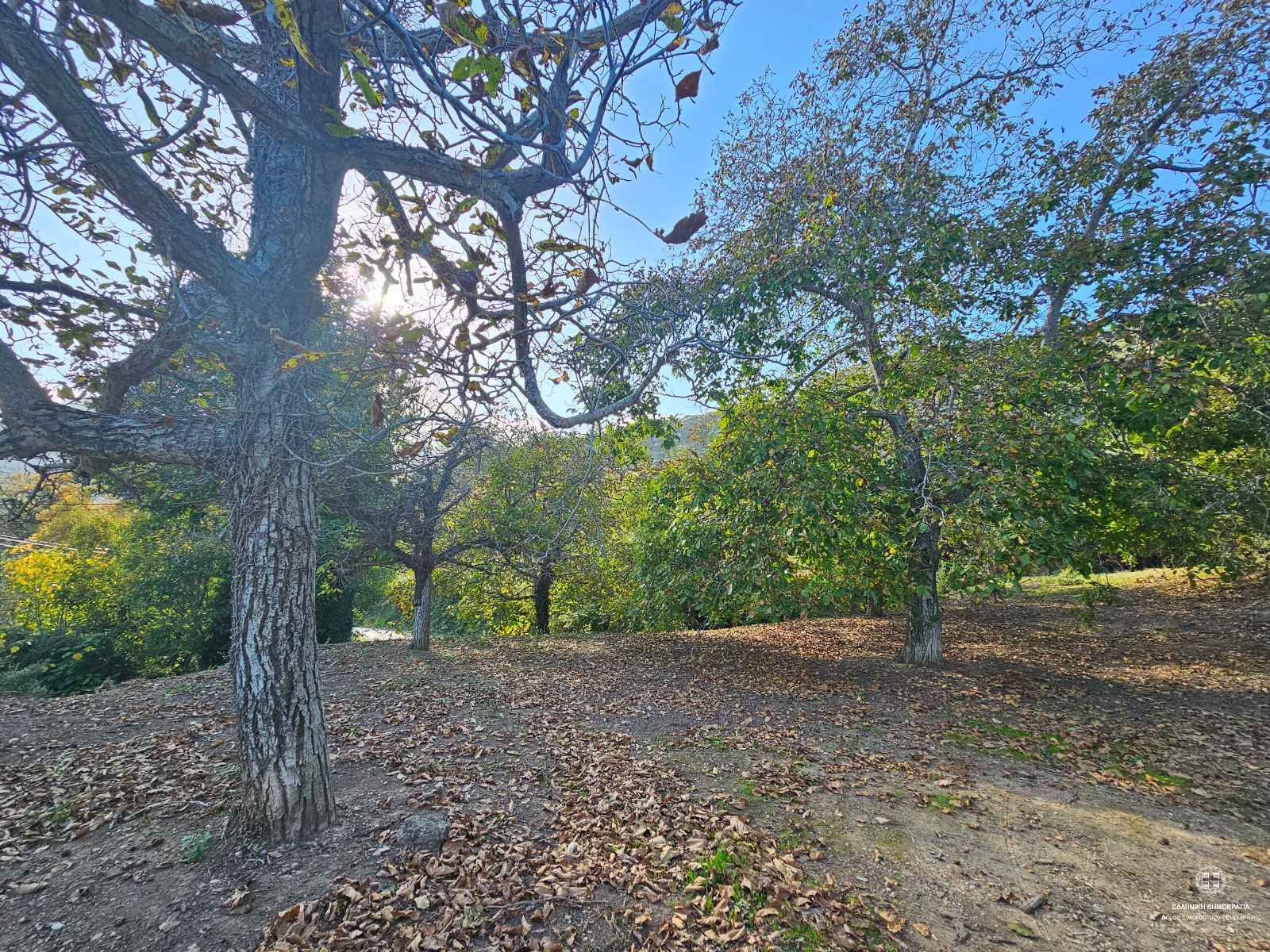 ΅walnut tree - Gelini of Corinthia 