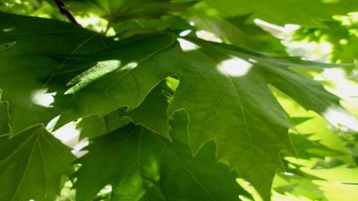 Δασική Αστυνομική Ρυθμιστική Διάταξη Υλοτομίας Πλατάνου
