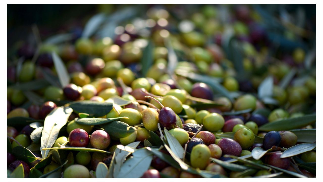 Ελιά (Olea europaea L.)