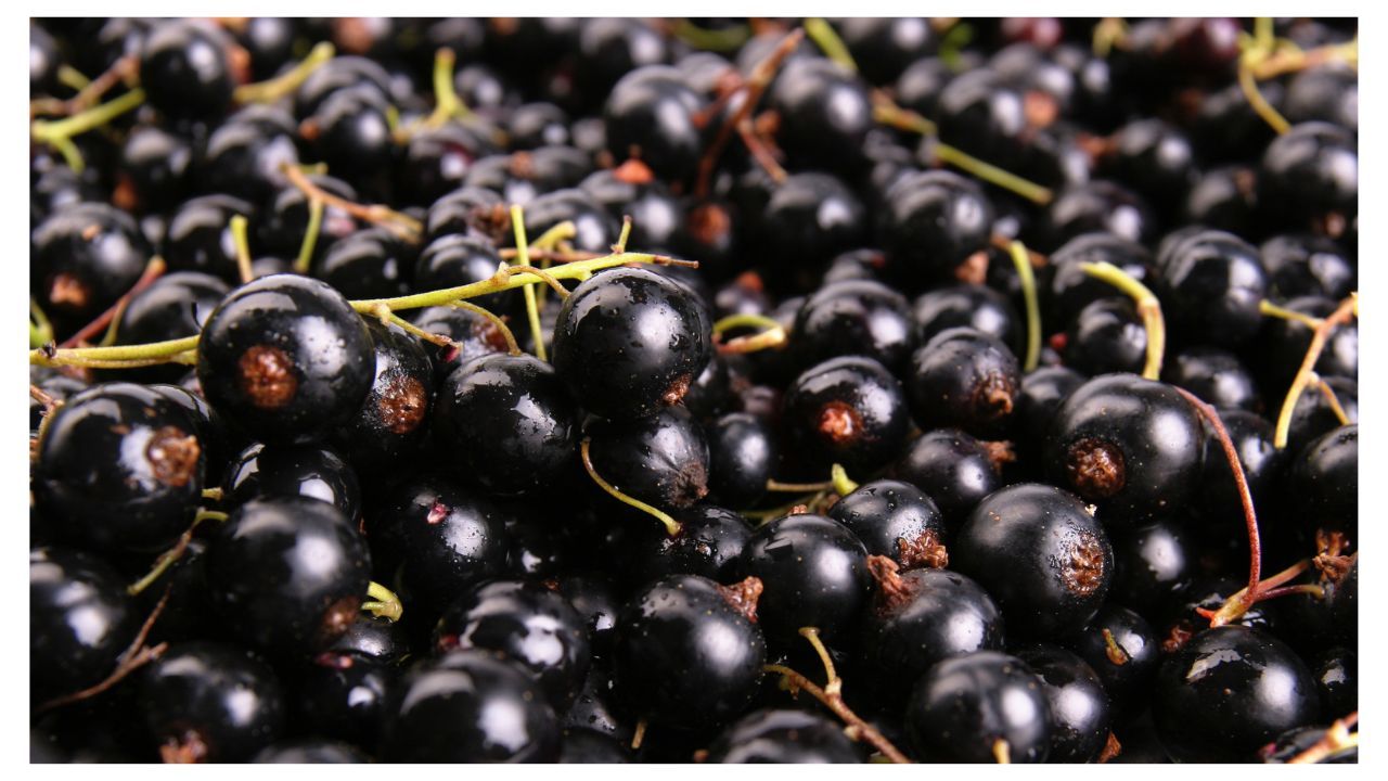 Σταφίδα – Μαύρη Κορινθιακή (Vitis vinifera L. cv. Apyrena)