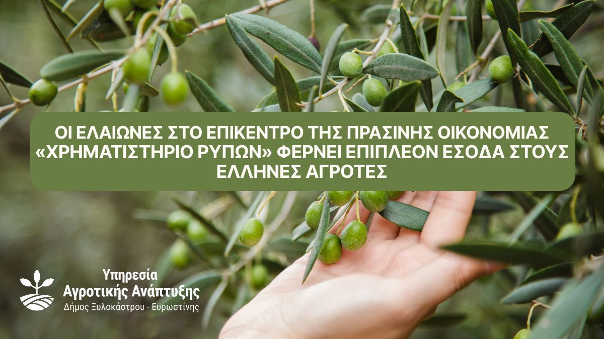 Οι Ελαιώνες στο Επίκεντρο της Πράσινης Οικονομίας | «Χρηματιστήριο ρύπων» φέρνει επιπλέον έσοδα στους Έλληνες αγρότες